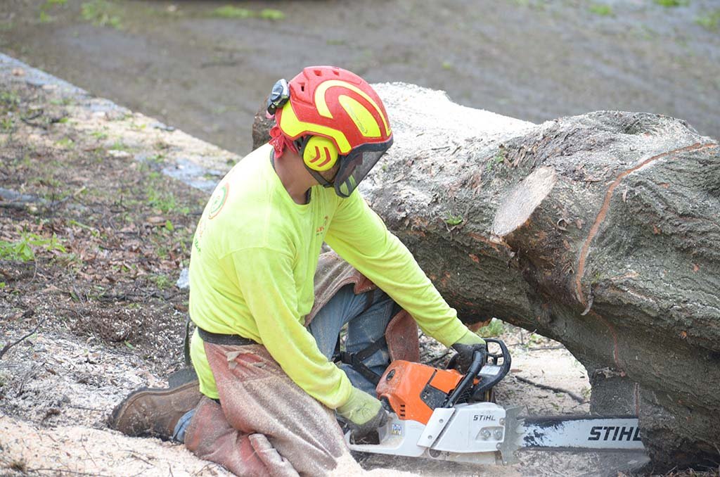 Tree Services