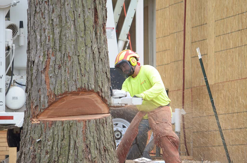Tree Services