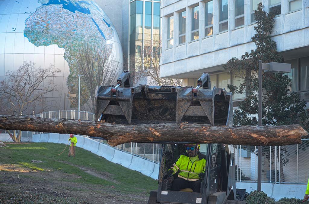 Tree Services