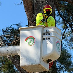Alpha Tree Services arborist working in a tree